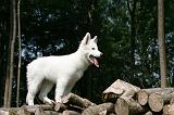 BERGER BLANC - PUPPIES 471